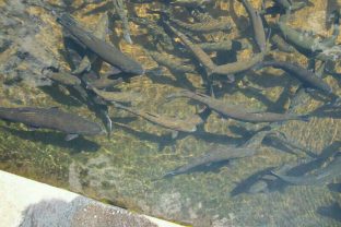 Attractions-Fish Hatchery Visit