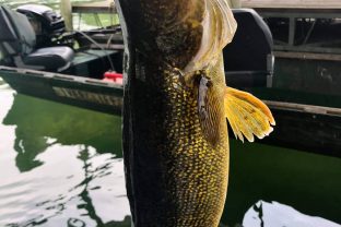we have walleye at our dock